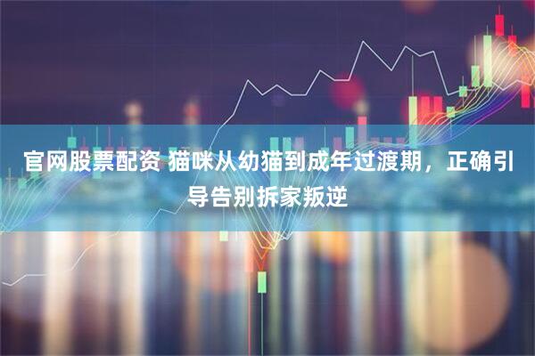 官网股票配资 猫咪从幼猫到成年过渡期，正确引导告别拆家叛逆